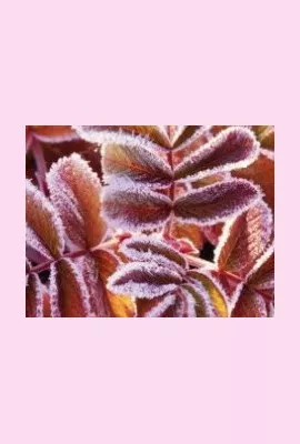 caregiver